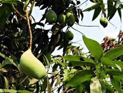 ripening mango in india