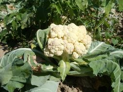 Organic fresh cauliflower