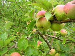 Apple tree with pink apples