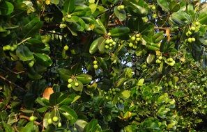 alexandrian laurel or Calophyllum inophyllum, india, karnataka