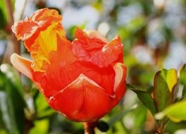incredible flower bloom