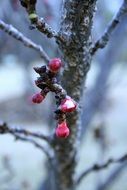 pink buds of trees in spring