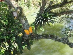 Butterfly on the tree of the Atlantic Forest, Brazil