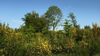 trees among yellow vegetation