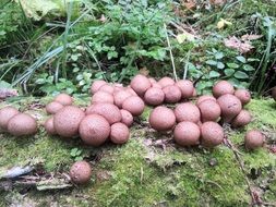 mushroom glade in the forest