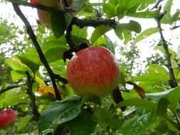 red tasty apple on green tree