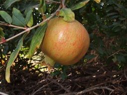 Pomegranate on a branch, Mediterranean