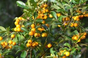 green sea buckthorn on a bush