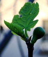 appetizing fig fruit