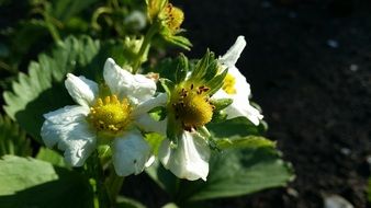 blooming strawberry close up