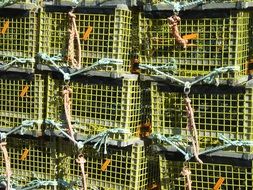 fishing traps for catching lobster