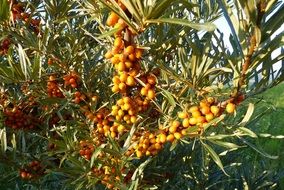 sea-buckthorn on a tree in the sun