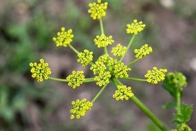 yellow inflorescence of a vegetable