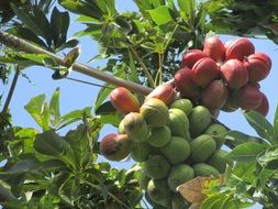 A lot of green and red fruits on a branch