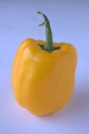 pepper yellow capsicum bell vegan food