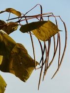 light green leaves of the catalpa