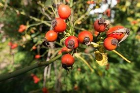 rose hip on the bush close-up on blurred background