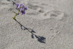 lilac flower in beach sand