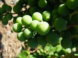 Natural green grapes