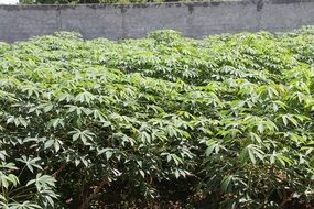 green bushes near the fence