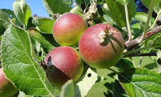 apple plant