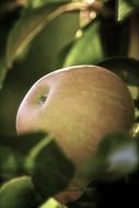 appetizing apple among the leaves close-up