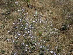 cakile maritima blooming on sand dune