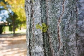 green lichen on tree bark
