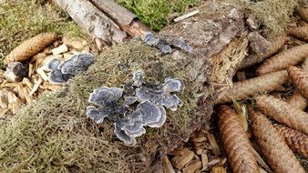 tree mushrooms on the trunk and cones