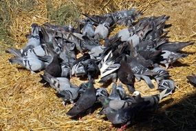 A lot of pigeons are on the farm