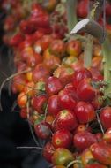 red exotic fruits in the market