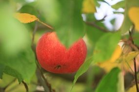 red apple on branch at autumn