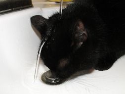 domestic black cat is drinking tap water