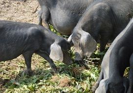 pigs eating