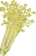 celery leaves, illustration