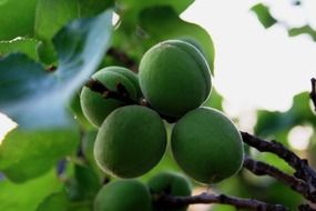 young green fruit on the tree