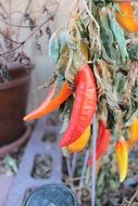 pepper growing