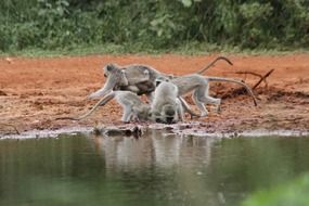 monkeys by the lake