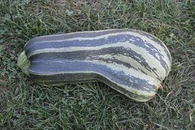 Big green strips zucchini on grass