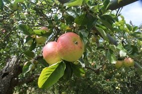 apples with green leaves on a branch