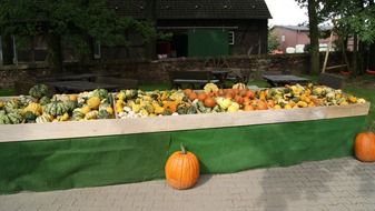 street kiosk with colorful pumpkins