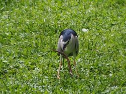 bird with eel in its beak