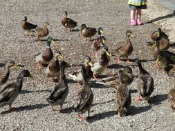 waterfowl ducks mallard