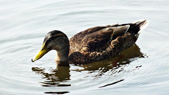 brown goose is swimming on the lake