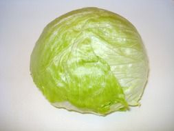 head of iceberg lettuce