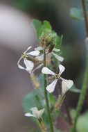 white bloom of arugula close up