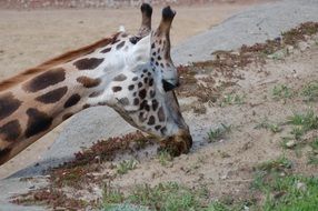 giraffe brown