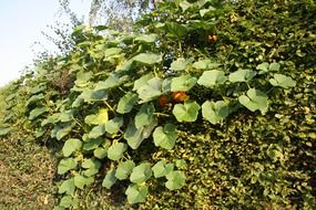 green pumpkin leaves