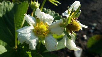 white strawberry flowers