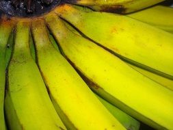 cluster of green bananas